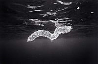 Fauna & Flora: black and white underwater animals photography