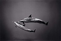 TopRq.com search results: black and white underwater animals photography