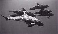 TopRq.com search results: black and white underwater animals photography