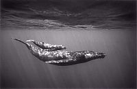 TopRq.com search results: black and white underwater animals photography