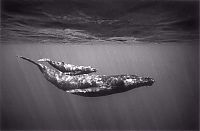 black and white underwater animals photography