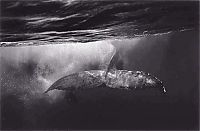 TopRq.com search results: black and white underwater animals photography