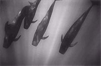 TopRq.com search results: black and white underwater animals photography