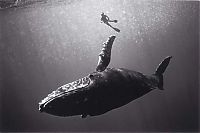 TopRq.com search results: black and white underwater animals photography