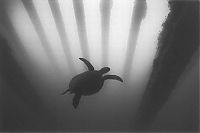 TopRq.com search results: black and white underwater animals photography