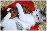 Fauna & Flora: cats play with a squirrel