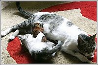 Fauna & Flora: cats play with a squirrel