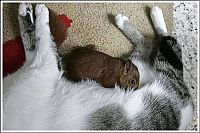 Fauna & Flora: cats play with a squirrel