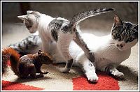 Fauna & Flora: cats play with a squirrel