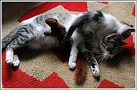 Fauna & Flora: cats play with a squirrel