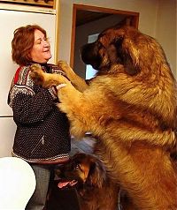 Fauna & Flora: giant dog