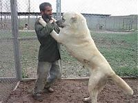 Fauna & Flora: giant dog