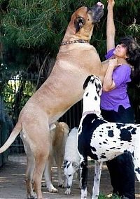 Fauna & Flora: giant dog