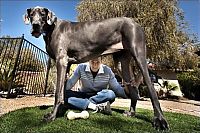 Fauna & Flora: giant dog