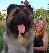 Fauna & Flora: giant dog