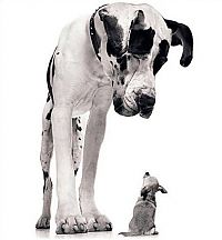 Fauna & Flora: giant dog