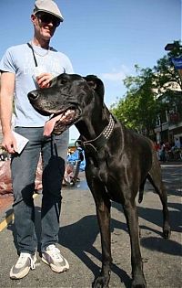 Fauna & Flora: giant dog