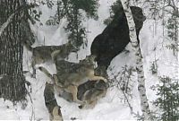 TopRq.com search results: clash of the animals