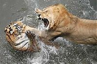TopRq.com search results: clash of the animals