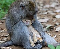 TopRq.com search results: Macaque monkey adopted kitten, Bali, Indonesia