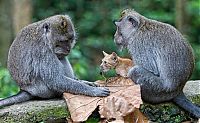 Fauna & Flora: Macaque monkey adopted kitten, Bali, Indonesia