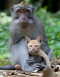 Fauna & Flora: Macaque monkey adopted kitten, Bali, Indonesia