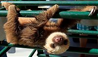 Fauna & Flora: baby sloth