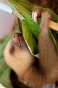 Fauna & Flora: baby sloth