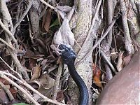 Fauna & Flora: toad escapes a snake