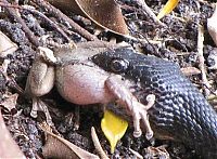 Fauna & Flora: toad escapes a snake