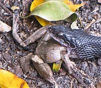 Fauna & Flora: toad escapes a snake