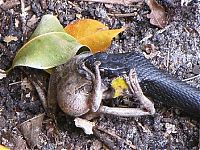 Fauna & Flora: toad escapes a snake