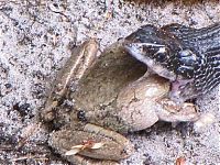 Fauna & Flora: toad escapes a snake