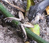 TopRq.com search results: toad escapes a snake