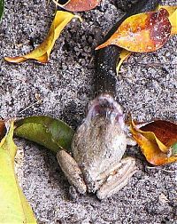 Fauna & Flora: toad escapes a snake