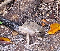 TopRq.com search results: toad escapes a snake