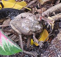 Fauna & Flora: toad escapes a snake