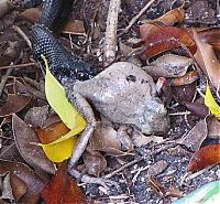 Fauna & Flora: toad escapes a snake