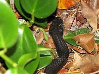 Fauna & Flora: toad escapes a snake