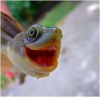 Fauna & Flora: turtle's face emotion