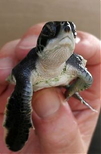 Fauna & Flora: turtle's face emotion