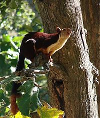 Fauna & Flora: indian giant squirrel