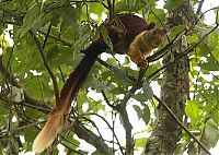 Fauna & Flora: indian giant squirrel