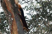 Fauna & Flora: indian giant squirrel