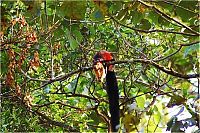 Fauna & Flora: indian giant squirrel