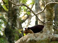 Fauna & Flora: indian giant squirrel