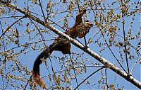 Fauna & Flora: indian giant squirrel