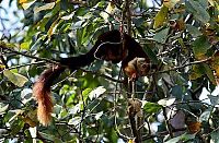 Fauna & Flora: indian giant squirrel