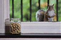 Fauna & Flora: adopted squirrel pet