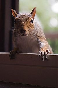TopRq.com search results: adopted squirrel pet